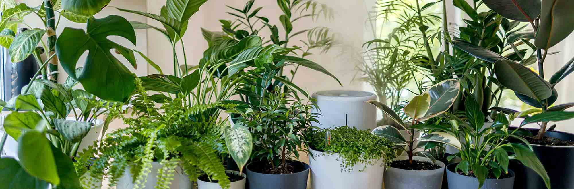Lush indoor houseplants