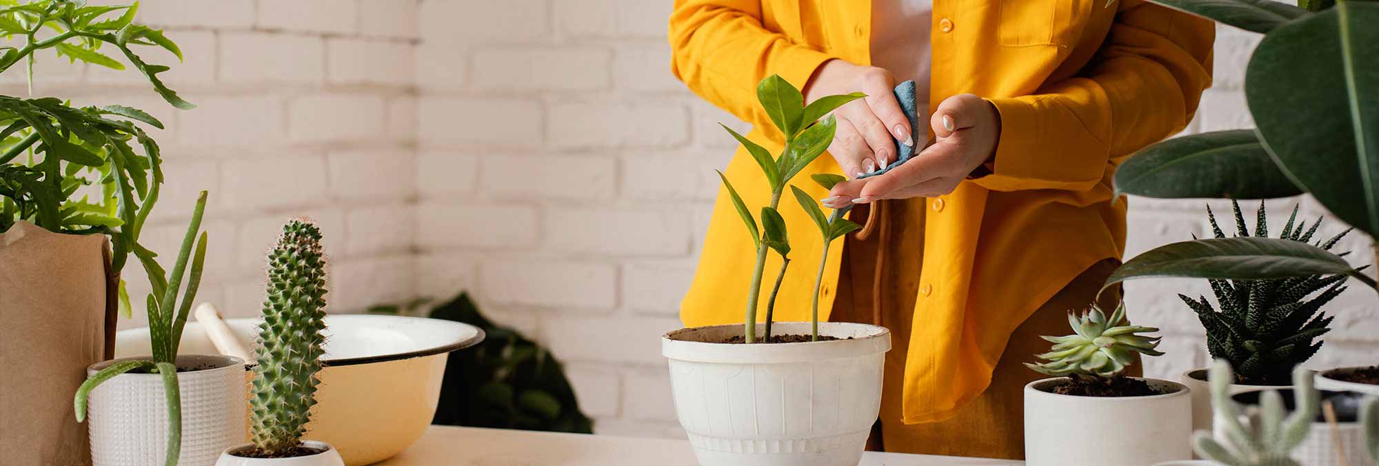 Indoor plant care tips