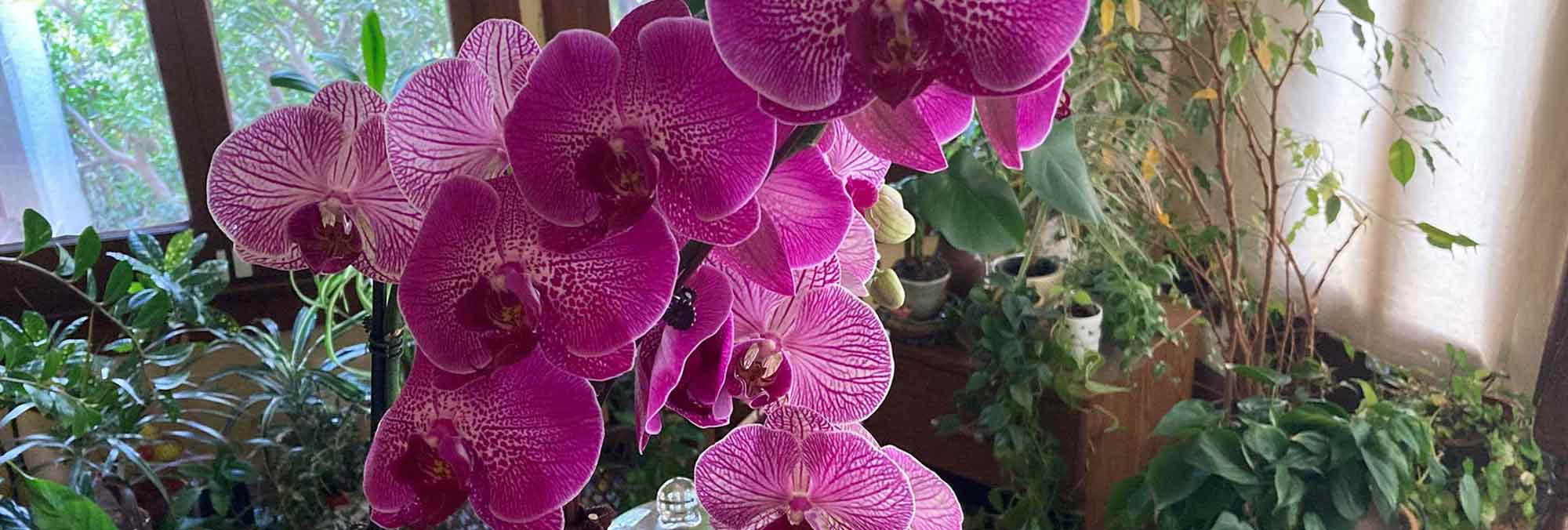 Julie Bawden-Davis, Author and Indoor Gardening Expert