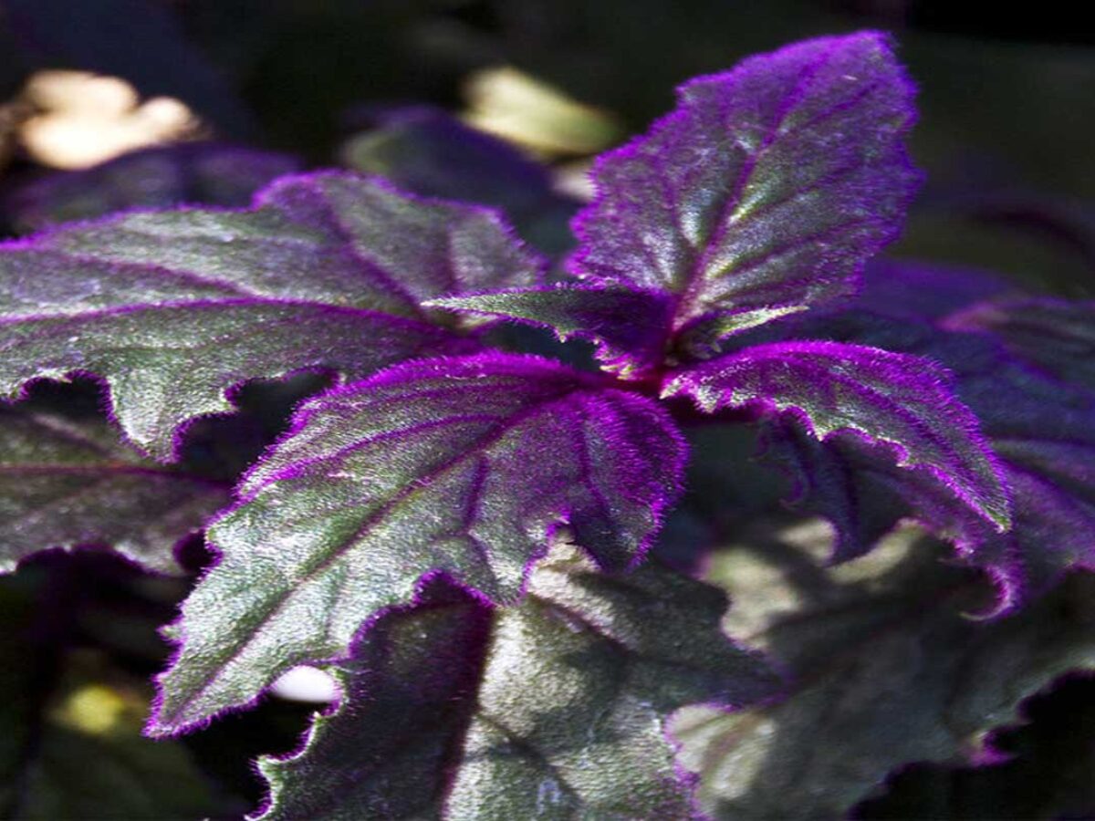 Purple Velvet Plant (Gynura) Care: What to Know