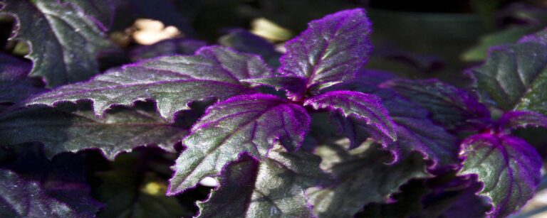 purple velvet plant