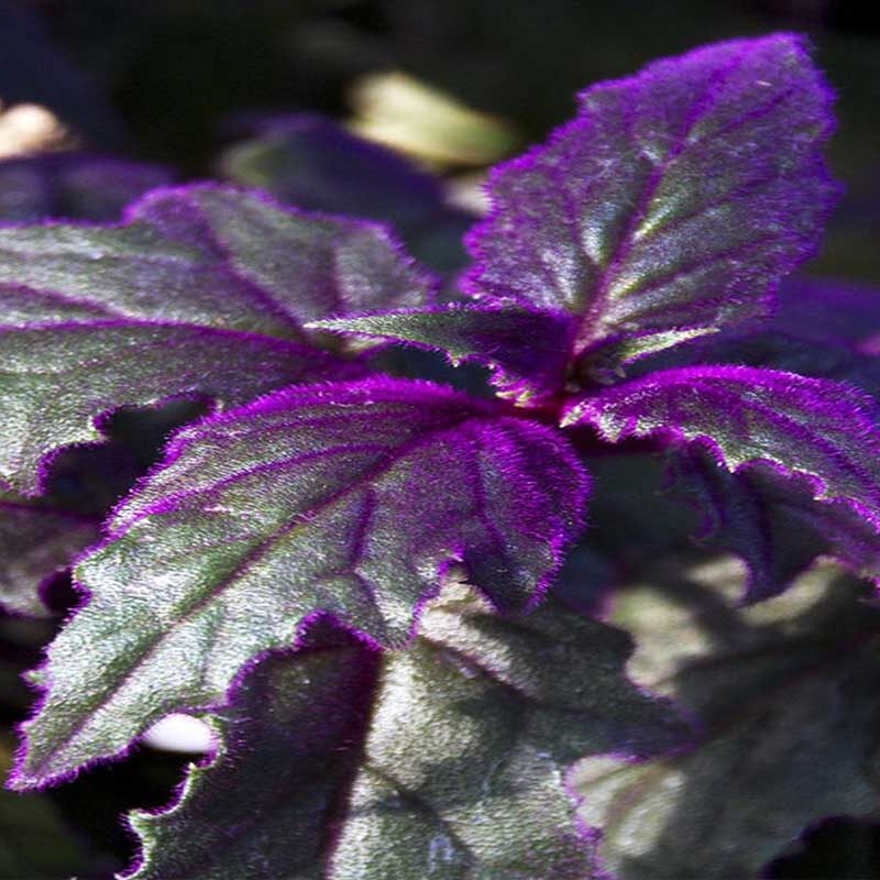 crypto aquarium plants Cryptocoryne Spiralis – Easy Aquarium Plant main image 0