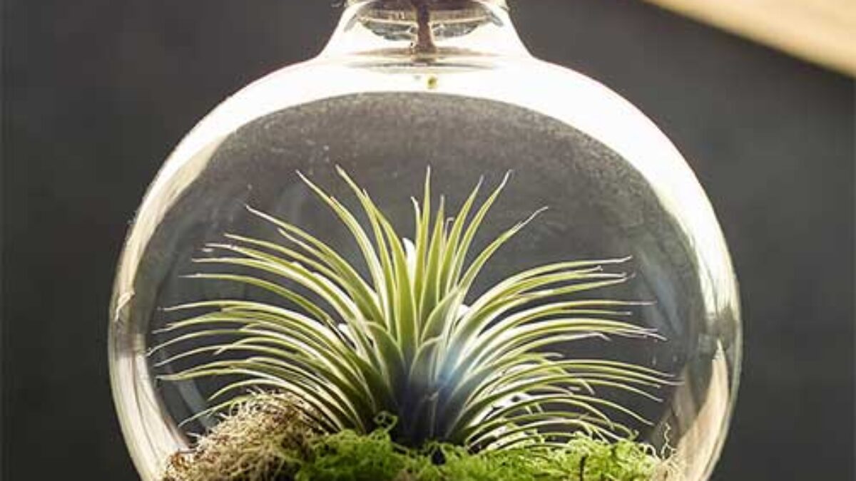 Air Plant (Tillandsia) Care Guide: Growing the Unique Epiphytic  Tillandsia - Healthy Houseplants