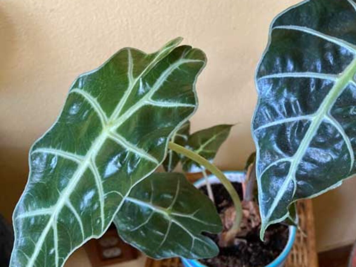 Alocasia Polly: Cultivating the Striking Tropical Beauty - Healthy  Houseplants