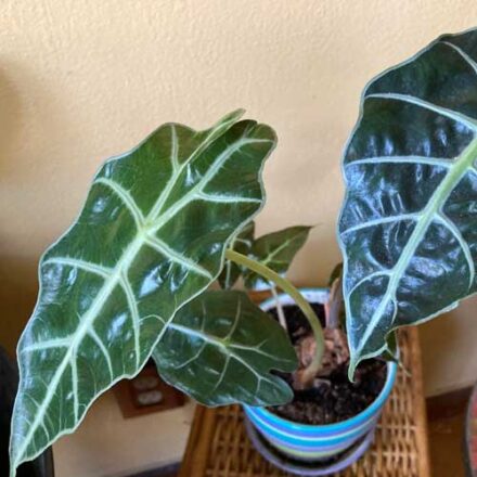 Alocasia Polly - Ø17cm - ↕45cm main image 0