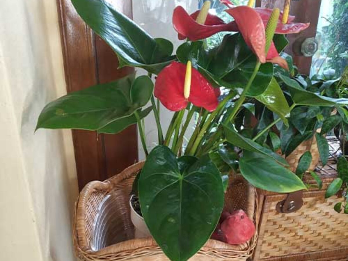 images of dieffenbachia Dieffenbachia Plant Care - How to Grow Dieffenbachia amoena main image 1