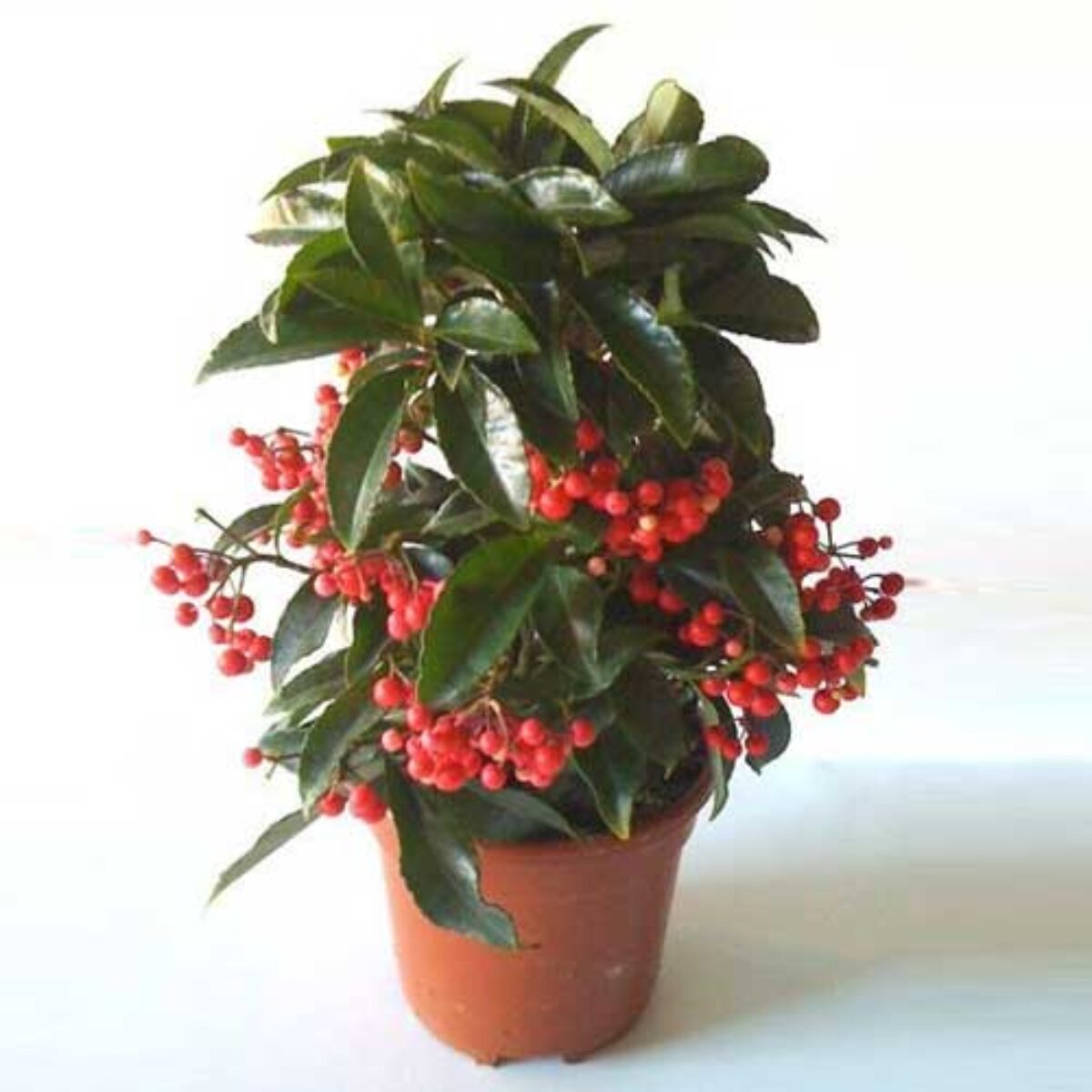 black hanging planter Plant Hanger