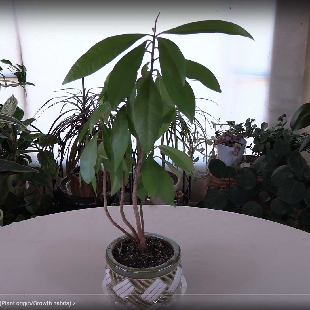 indoor plant moisture level chart Plant Moisture Meter