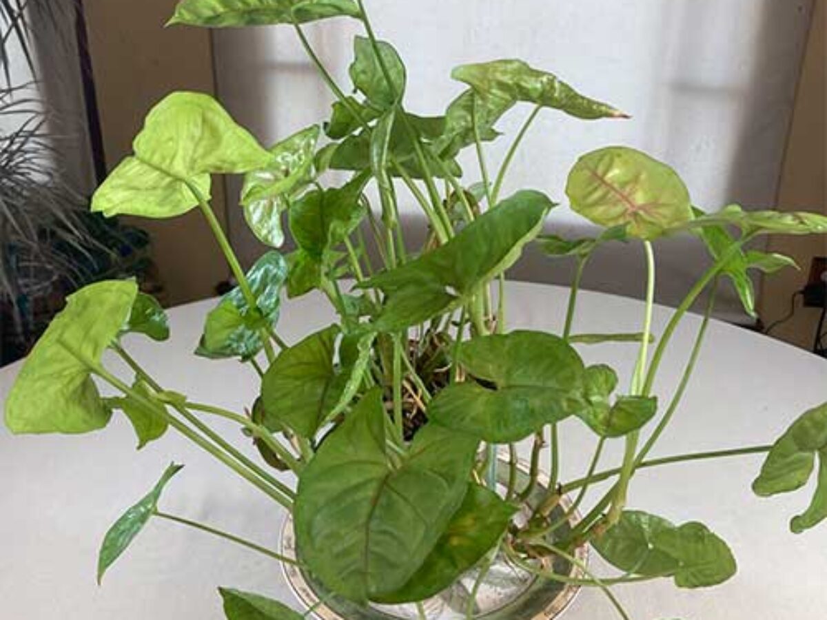 Arrowhead Plant (Syngonium podophyllum): Complete Care Guide & Growing  Tips - Healthy Houseplants