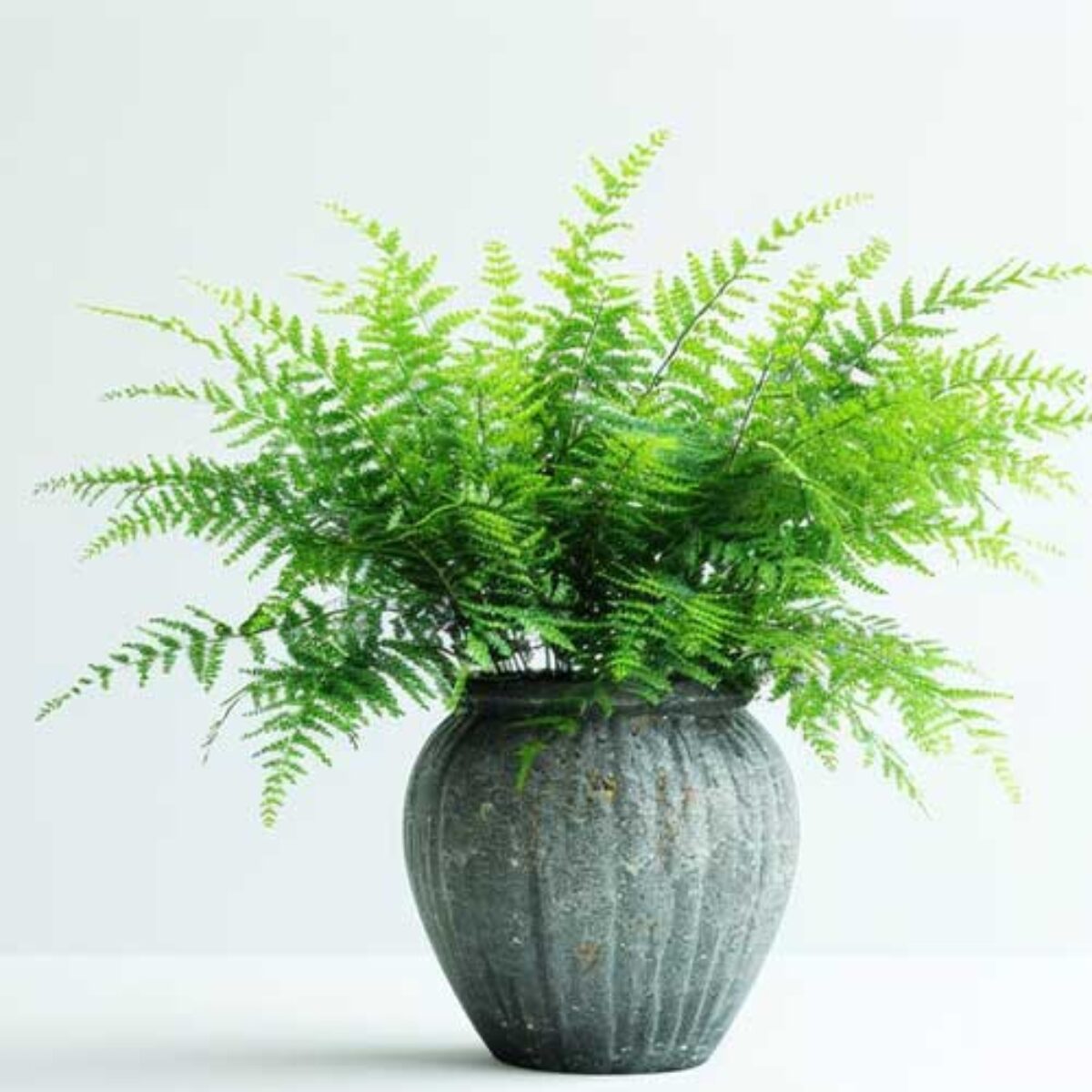 Asparagus Fern: A Complete Care Guide  - Healthy Houseplants
