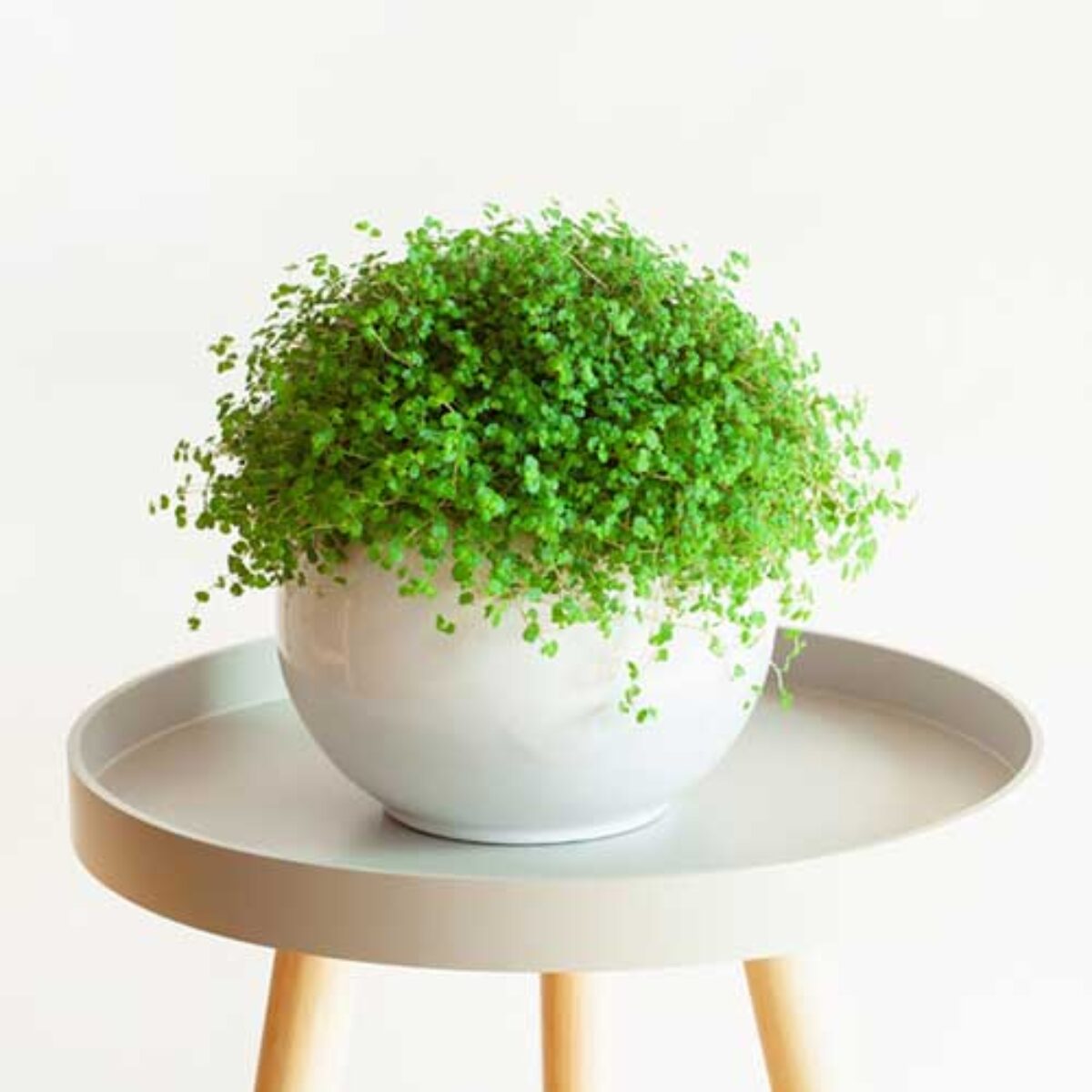 floating magnetic plant Magnetic Floating Levitating Pot Plant – Rotating Air Bonsai Planter- 360° Levitating Planter- Modern Home & Office Décor Style 1