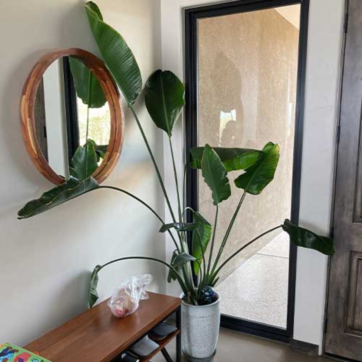 Bird of Paradise (Strelitzia nicolai) - Care Guide and Growing Tips  -  Healthy Houseplants