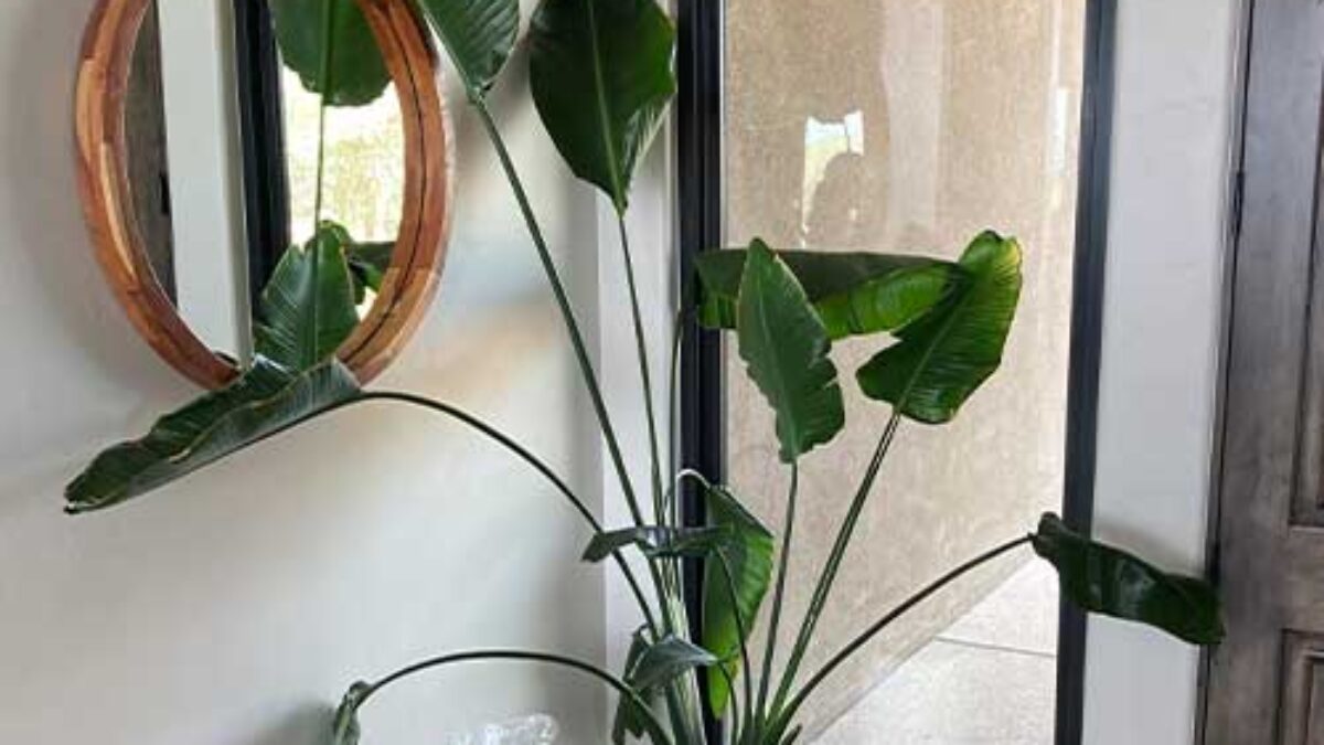 Bird of Paradise (Strelitzia nicolai) - Care Guide and Growing Tips  -  Healthy Houseplants