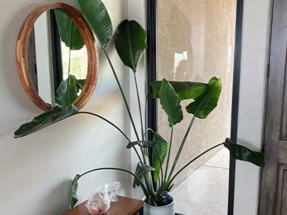 Bird of Paradise (Strelitzia nicolai) - Care Guide and Growing Tips  -  Healthy Houseplants