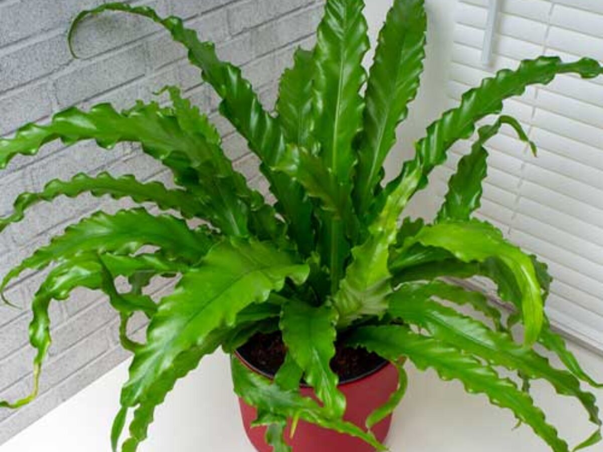 Bird's Nest Fern Care Guide - Asplenium nidus  - Healthy Houseplants