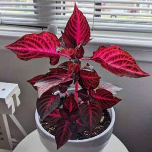 Blood-Leaf-(Iresine-herbstii)