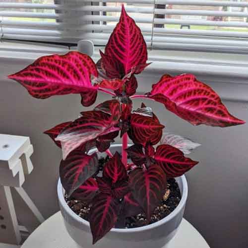 Blood-Leaf-(Iresine-herbstii)