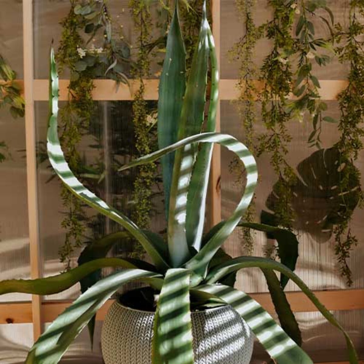 Blue Agave Care Guide: Growing and Maintaining This Iconic Succulent  -  Healthy Houseplants