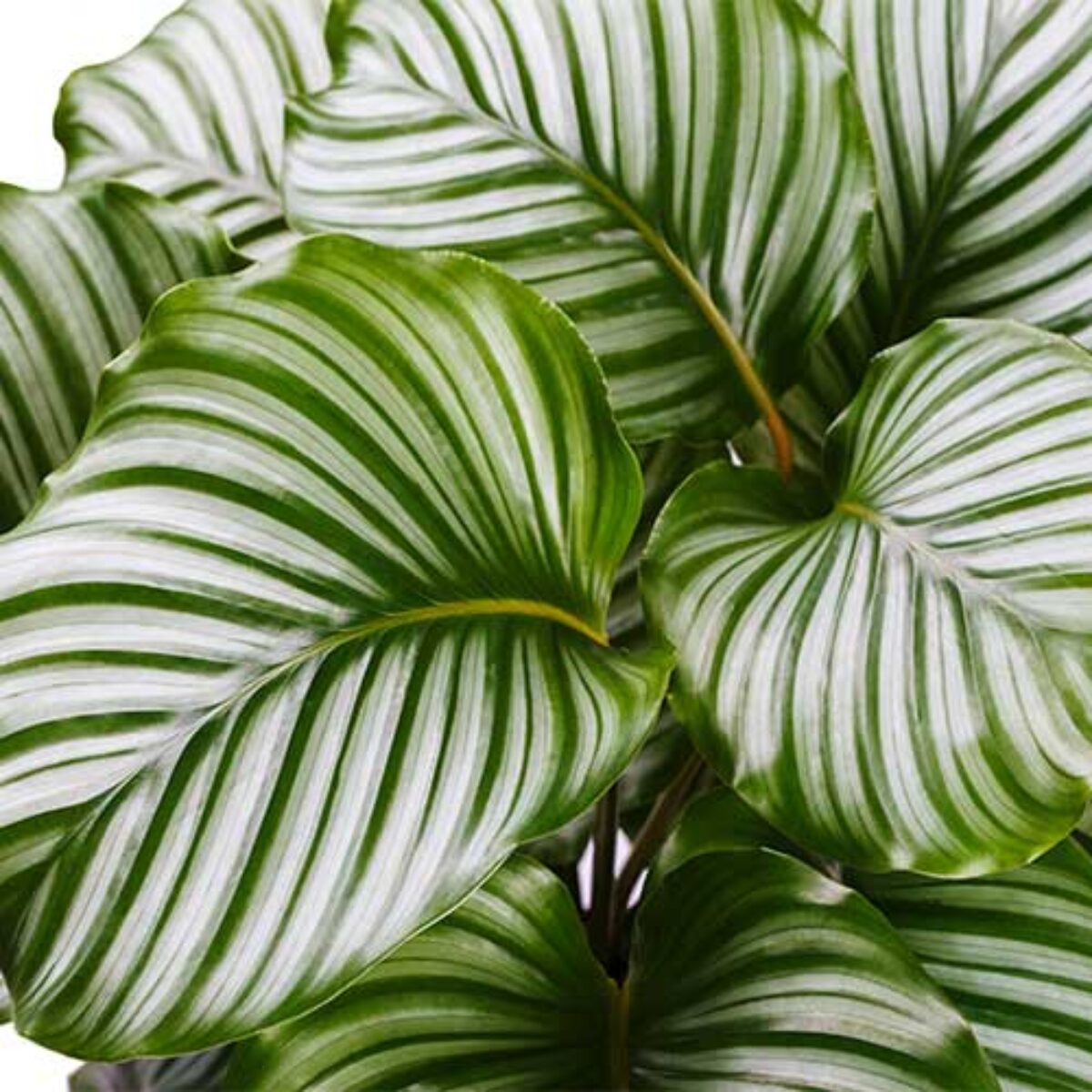 calathea roseopicta rosy pflege Calathea Rose Crimson