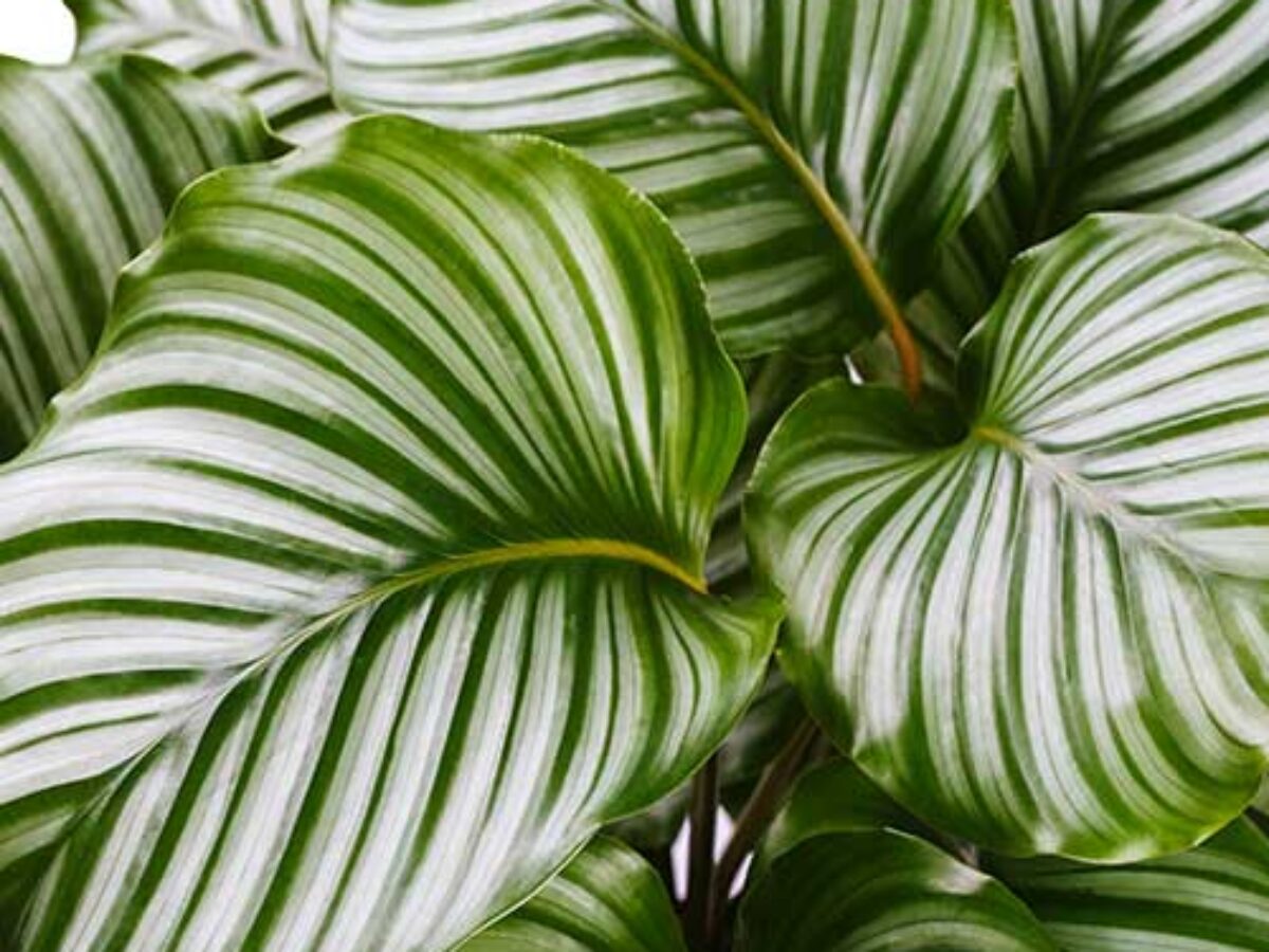 Calathea Care Guide: Tips for Growing Peacock Plant Indoors  - Healthy  Houseplants