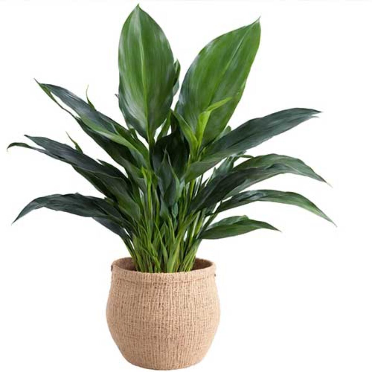 bcp plants Dionaea m. ‘BCP Red Bull’ Potted main image 1