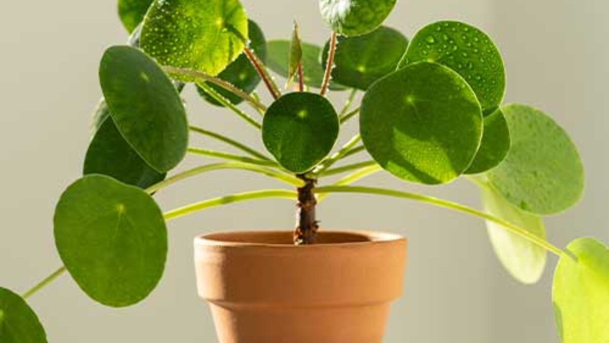 Chinese Money Plant Care Guide  - Healthy Houseplants