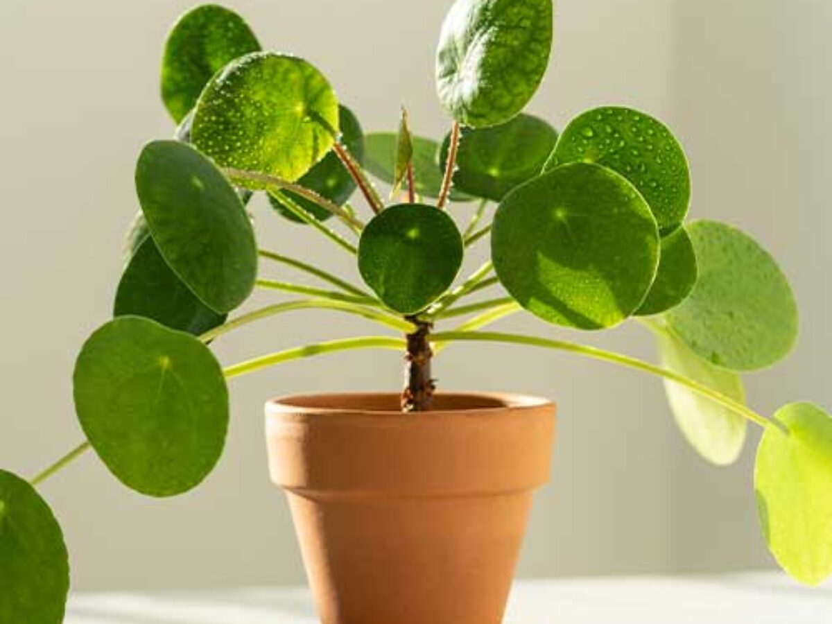 Chinese Money Plant Care Guide  - Healthy Houseplants