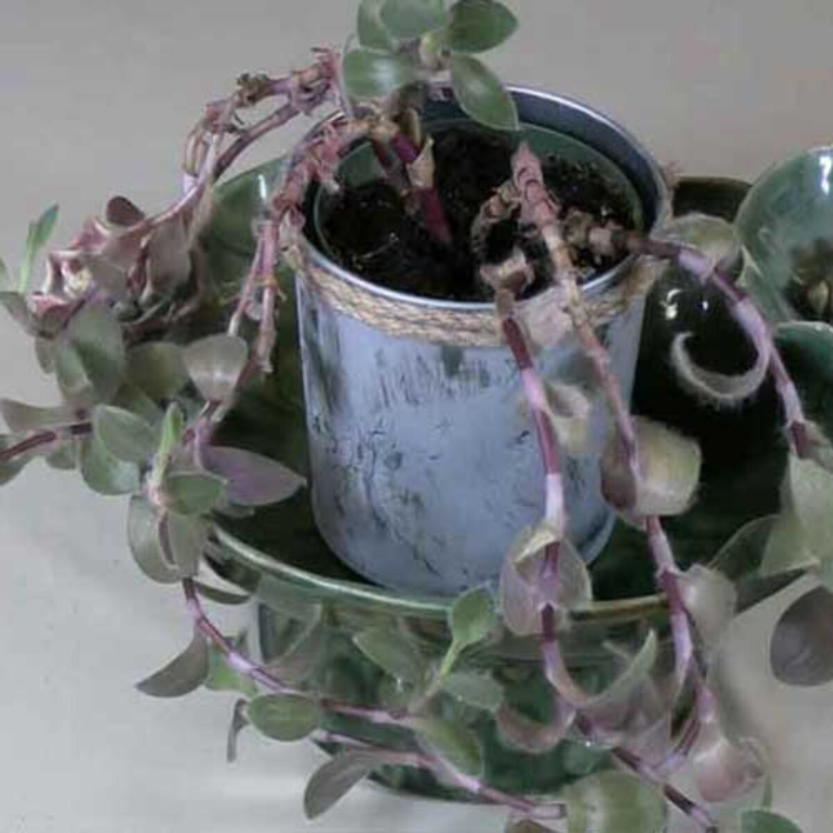 buy jade plant Buy Jade Plant online at best price from plantsguru