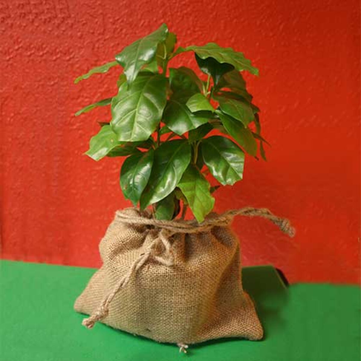 Coffee Plant Care Guide: Growing Coffea arabica Indoors and Out  -  Healthy Houseplants