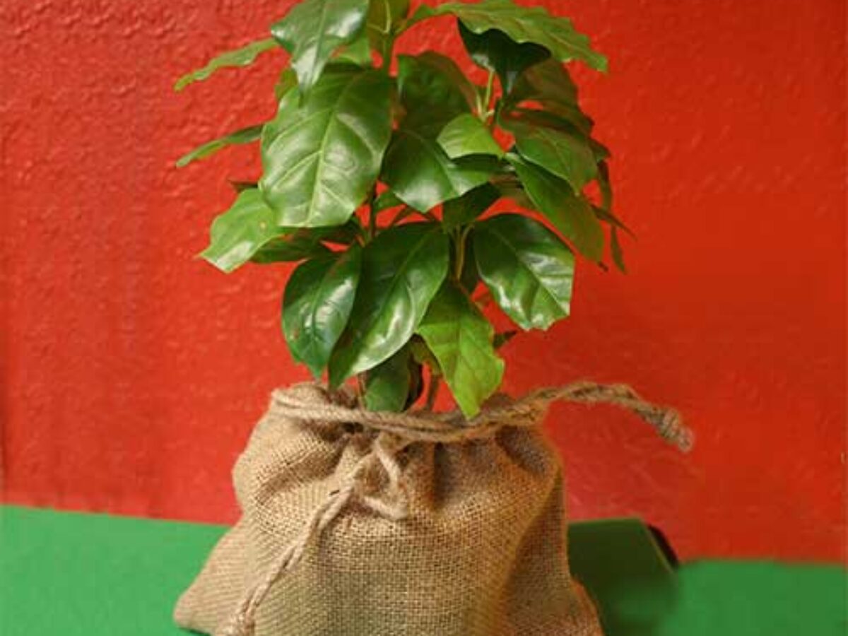 Coffee Plant Care Guide: Growing Coffea arabica Indoors and Out - Healthy  Houseplants