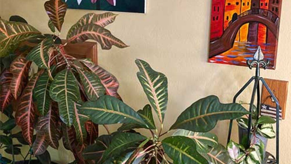 Croton Plant Care Guide: Growing Tips for Vibrant Foliage  - Healthy  Houseplants