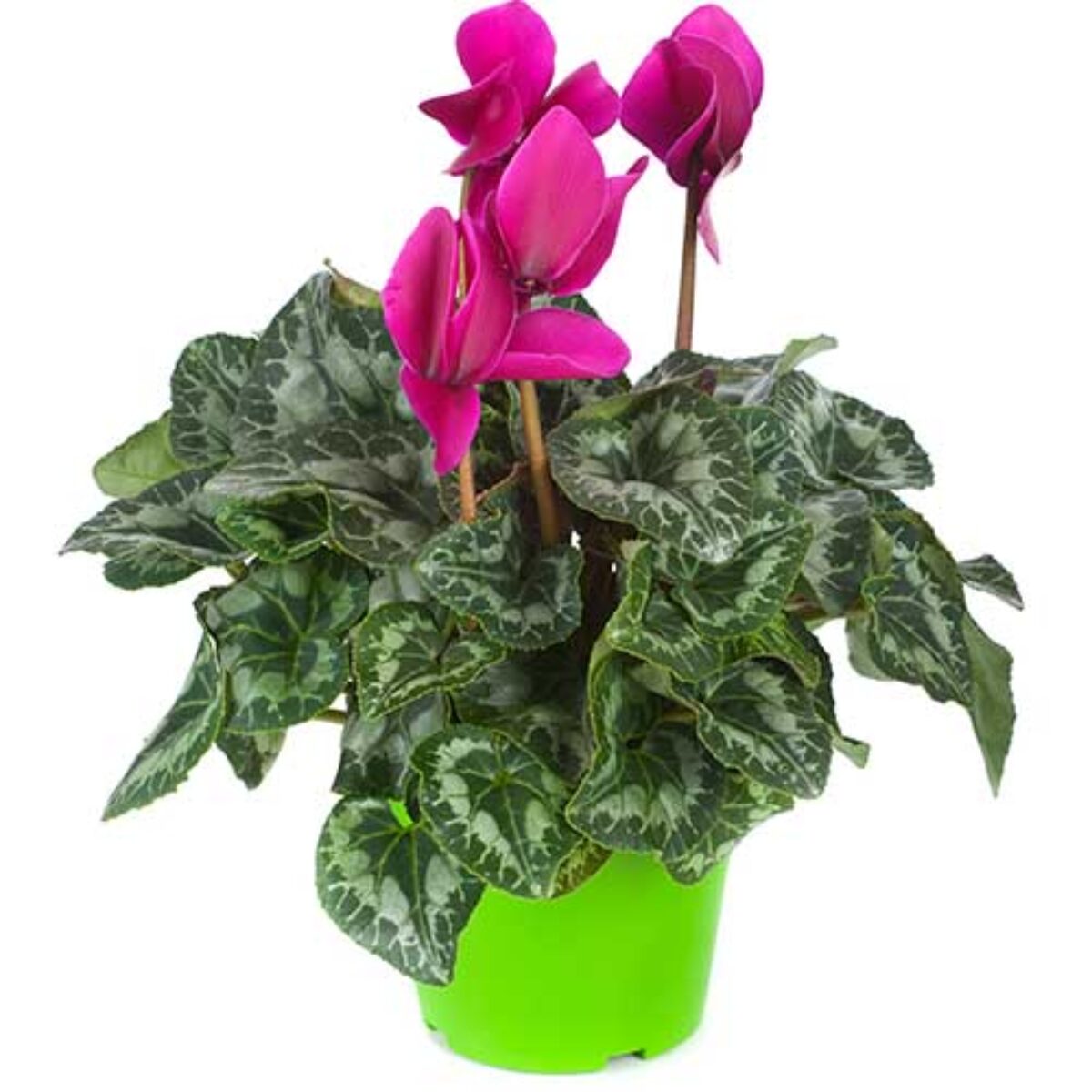 herb garden planter indoor CHLORA Smart Herb Garden Planter main image 0