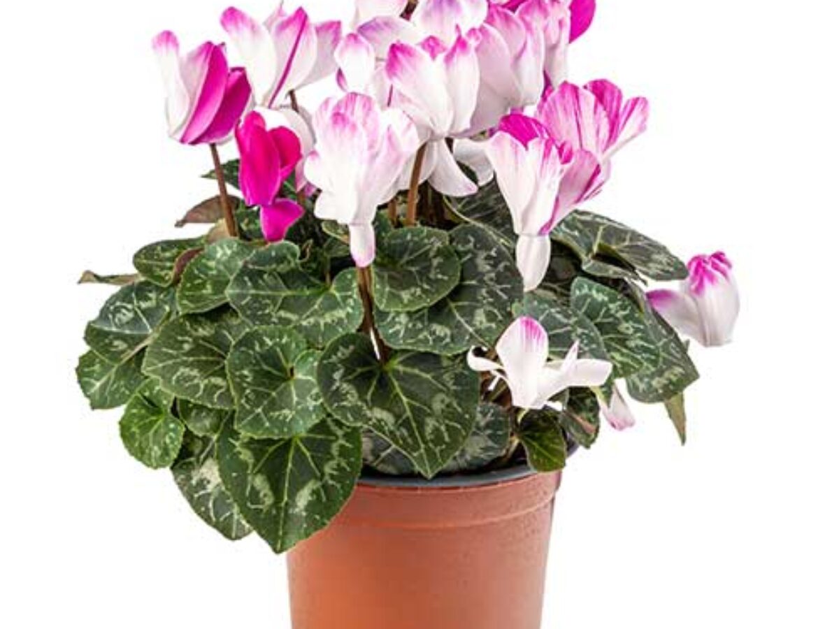 indoor cast iron plant Aspidistra Cast Iron Plant #3