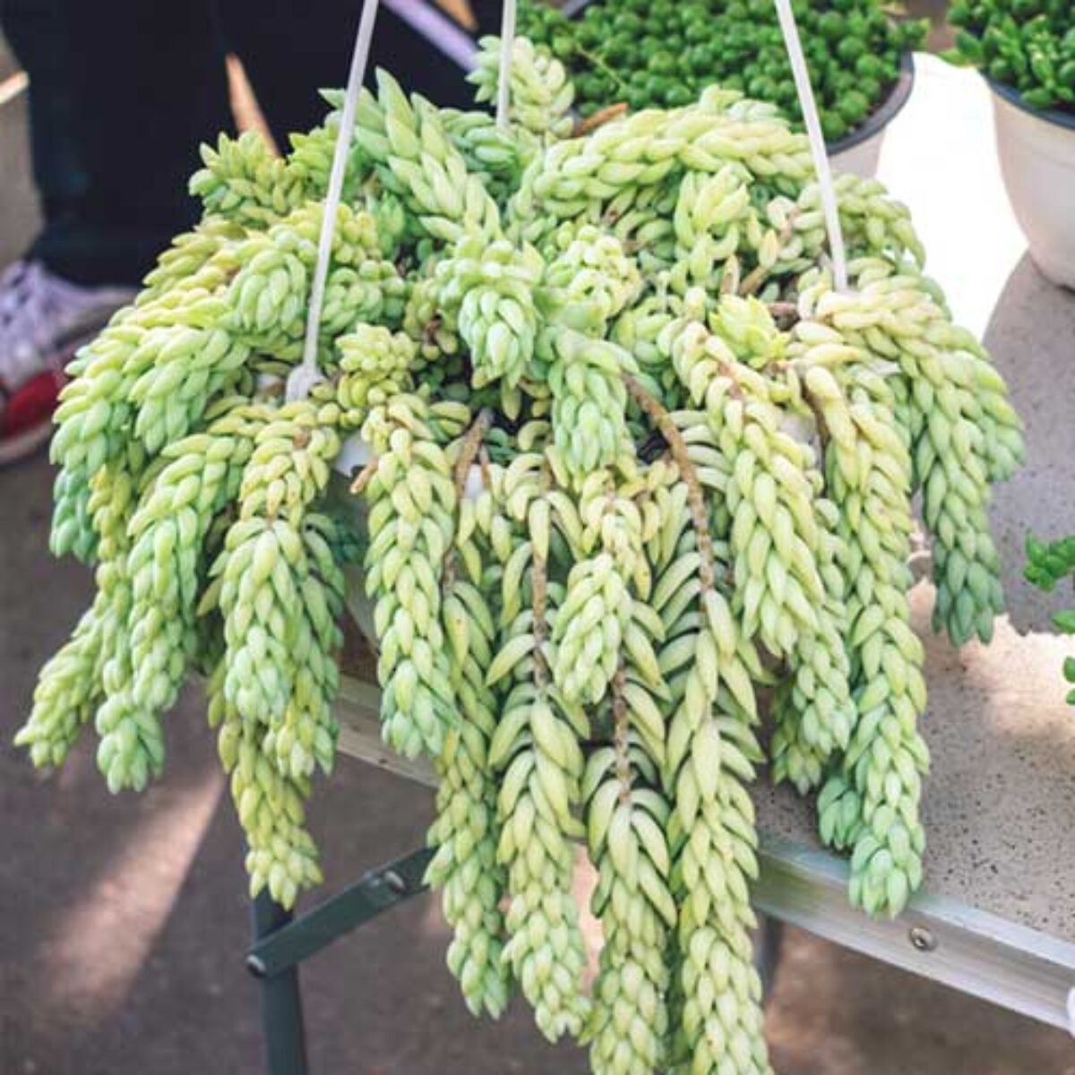 Donkey's Tail (Sedum morganianum): Care Guide & Growing Tips  - Healthy  Houseplants