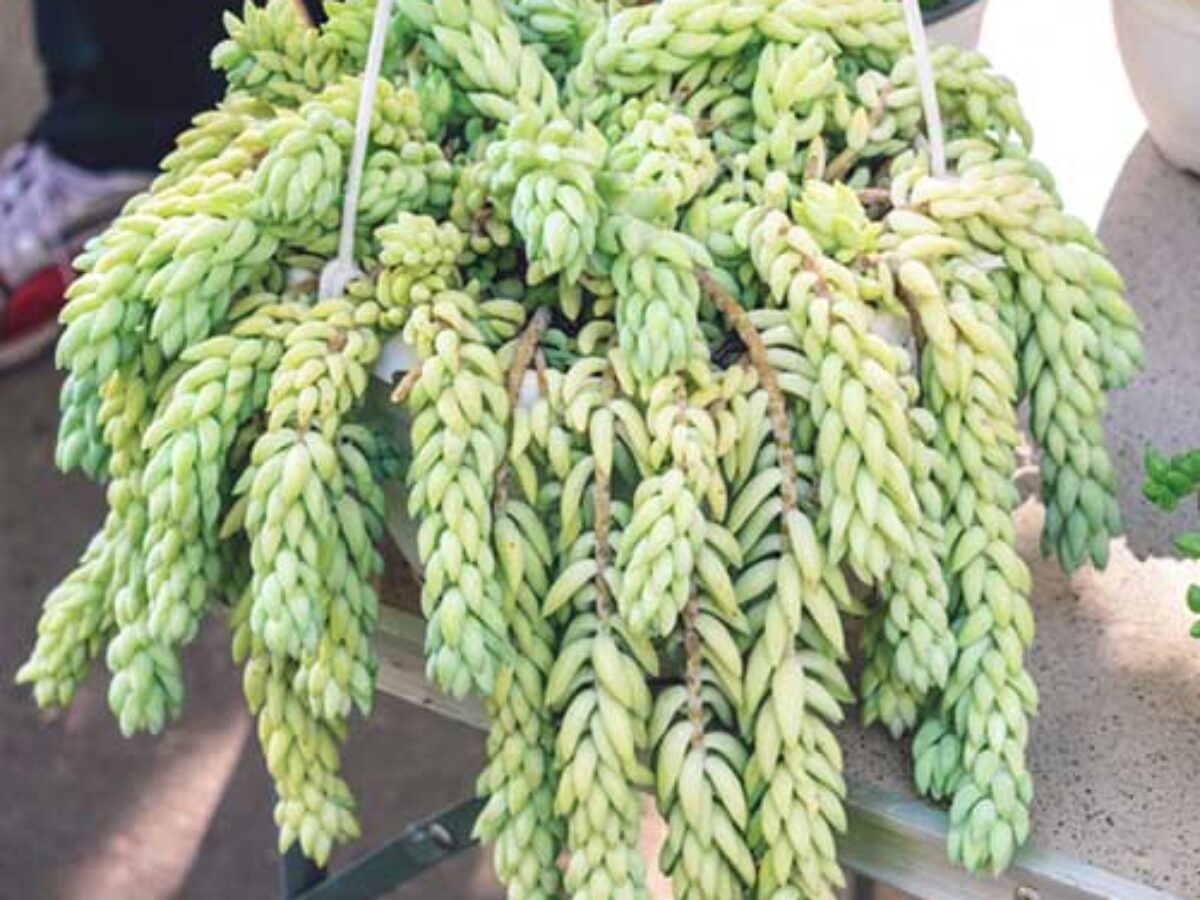 Donkey's Tail (Sedum morganianum): Care Guide & Growing Tips  - Healthy  Houseplants