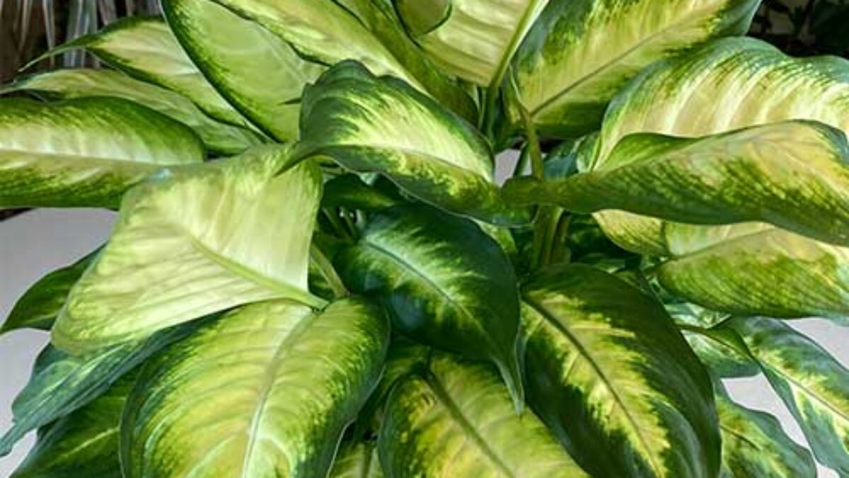 best pot for philodendron birkin 6