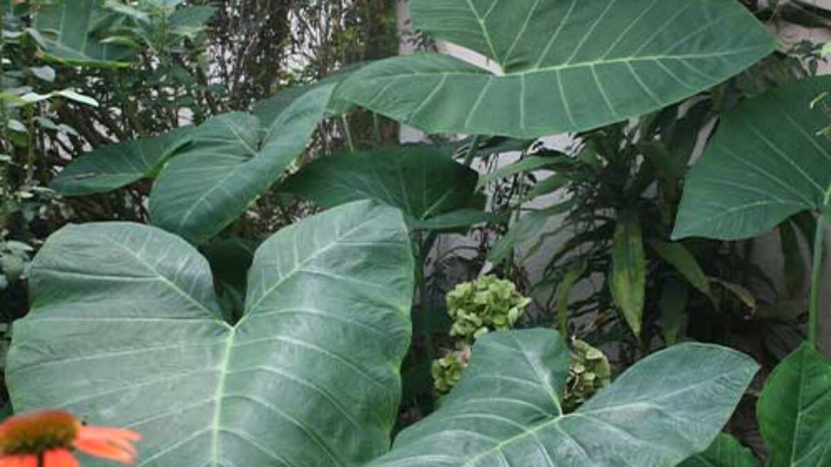 Elephant Ear (Alocasia) - Care Guide & Growing Tips  - Healthy Houseplants