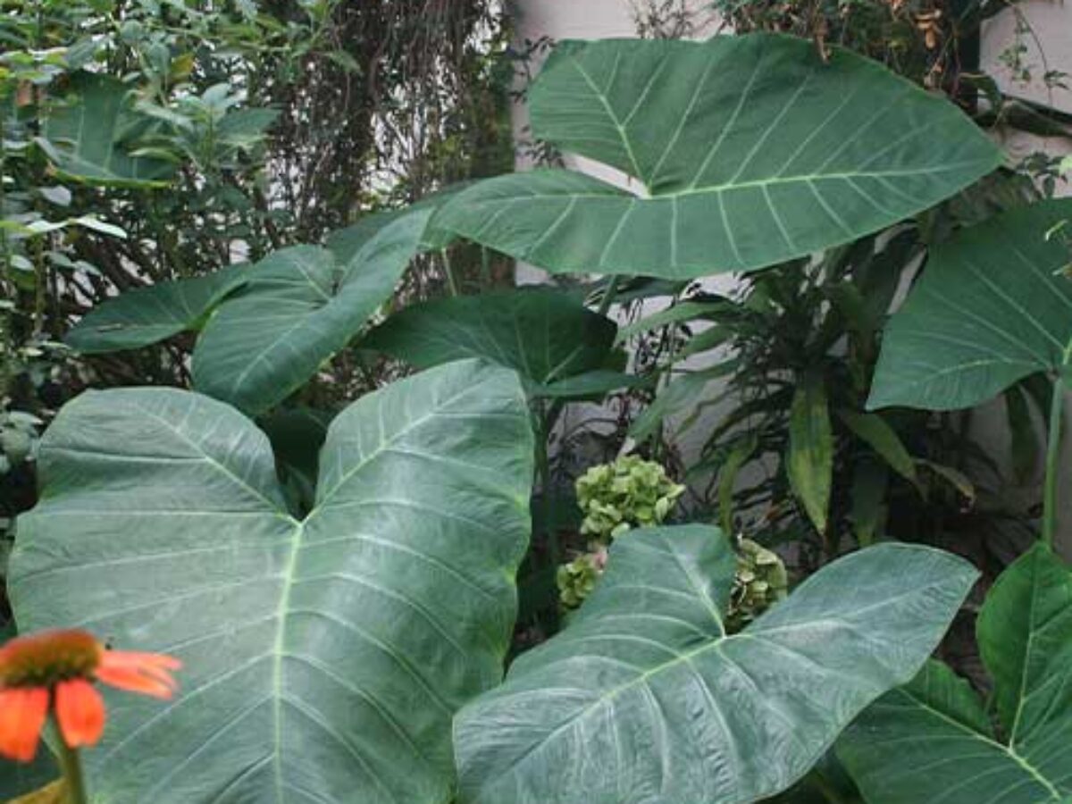 Elephant Ear (Alocasia) Care Guide Growing Tips 🌟 Healthy