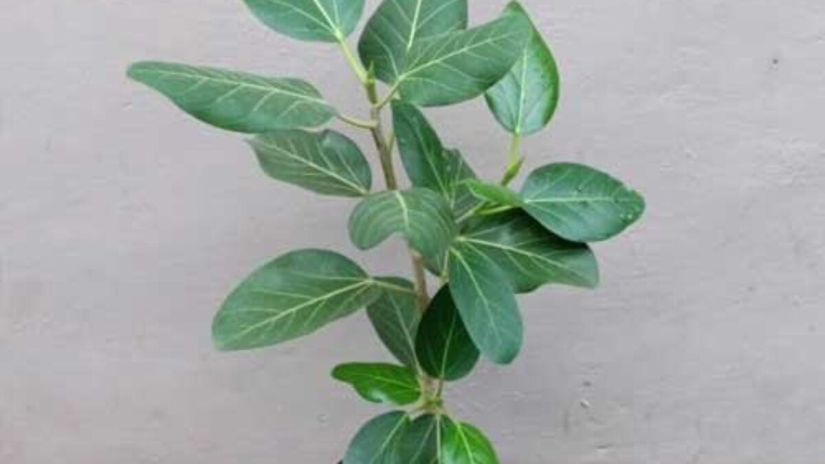 planter for fiddle leaf fig Ficus Bambino Tree Form Multi, Fiddle Leaf Fig Tree