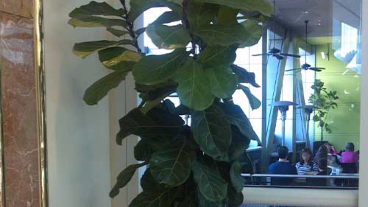 Fiddle Leaf Fig (Ficus lyrata) Care Guide  - Healthy Houseplants