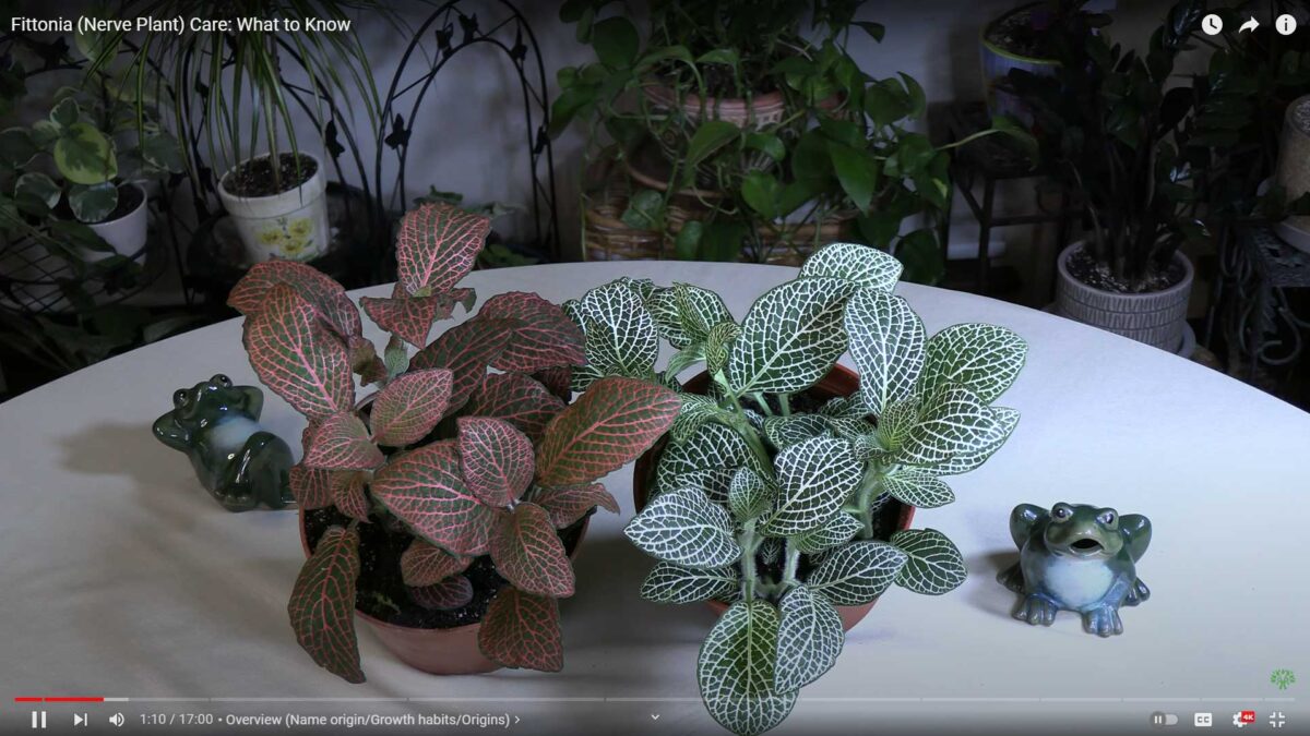 Fittonia (Nerve Plant) Care: What to Know