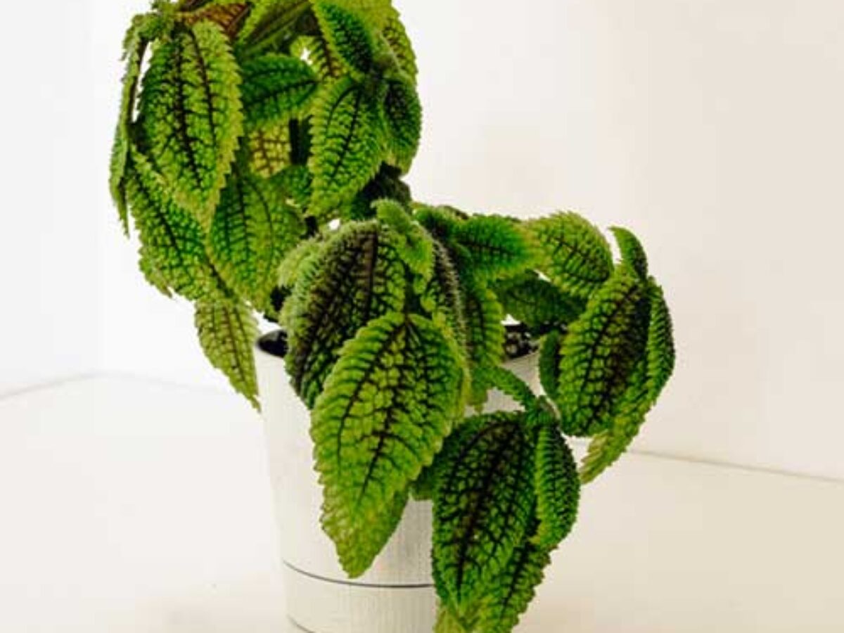 Friendship Plant (Pilea involucrata) Care Guide  - Healthy Houseplants