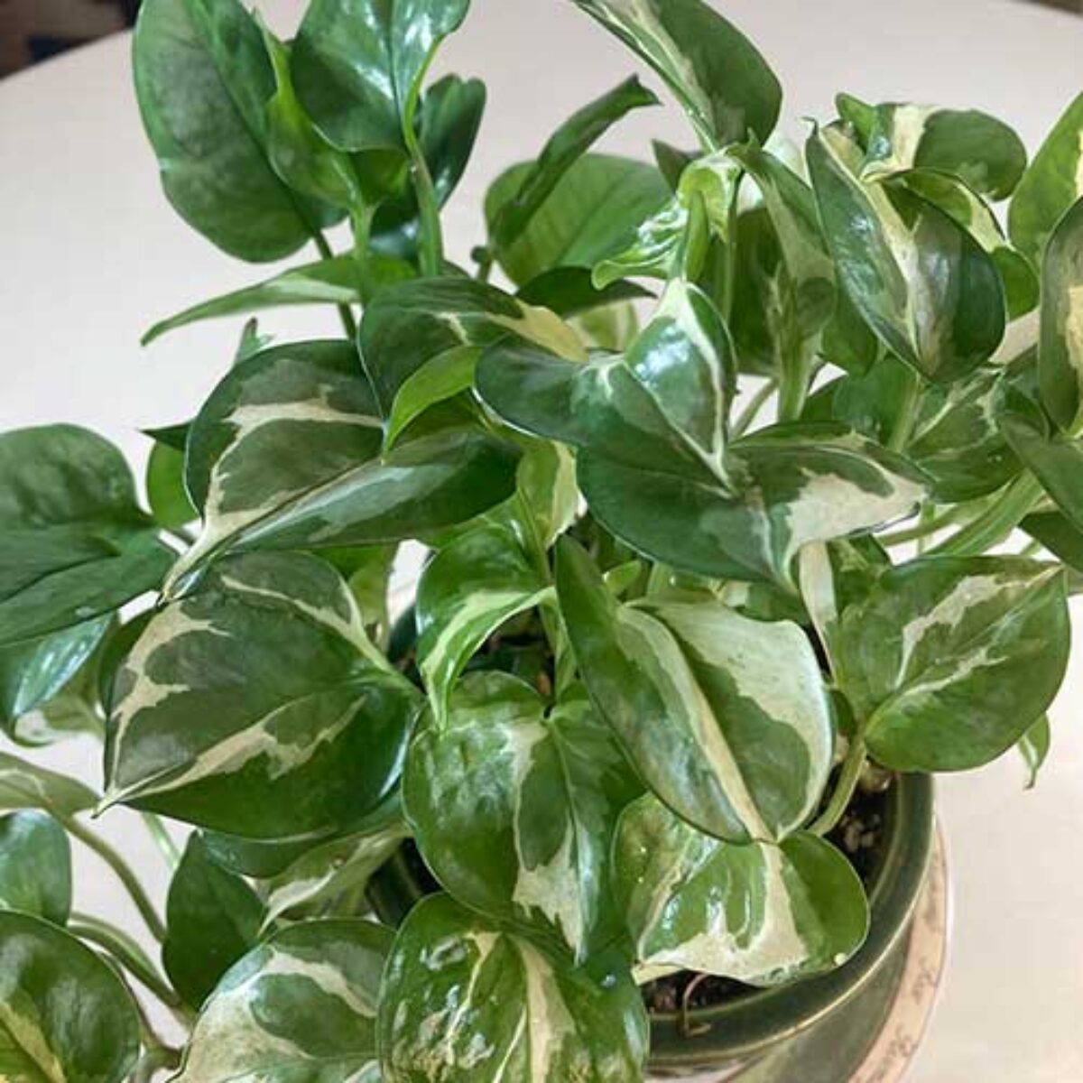 Glacier Pothos Care Guide: Growing and Maintaining Epipremnum aureum  -  Healthy Houseplants