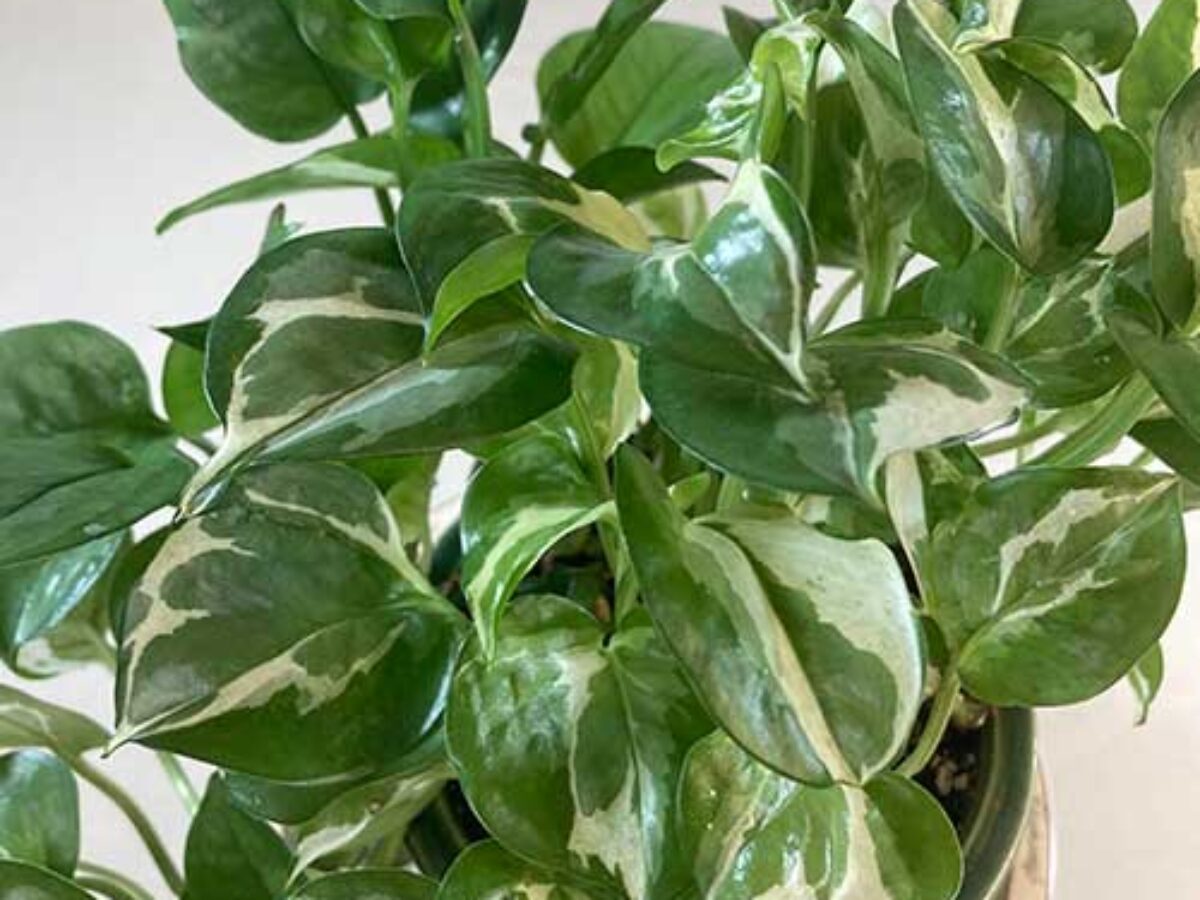 Glacier Pothos Care Guide: Growing and Maintaining Epipremnum aureum  -  Healthy Houseplants