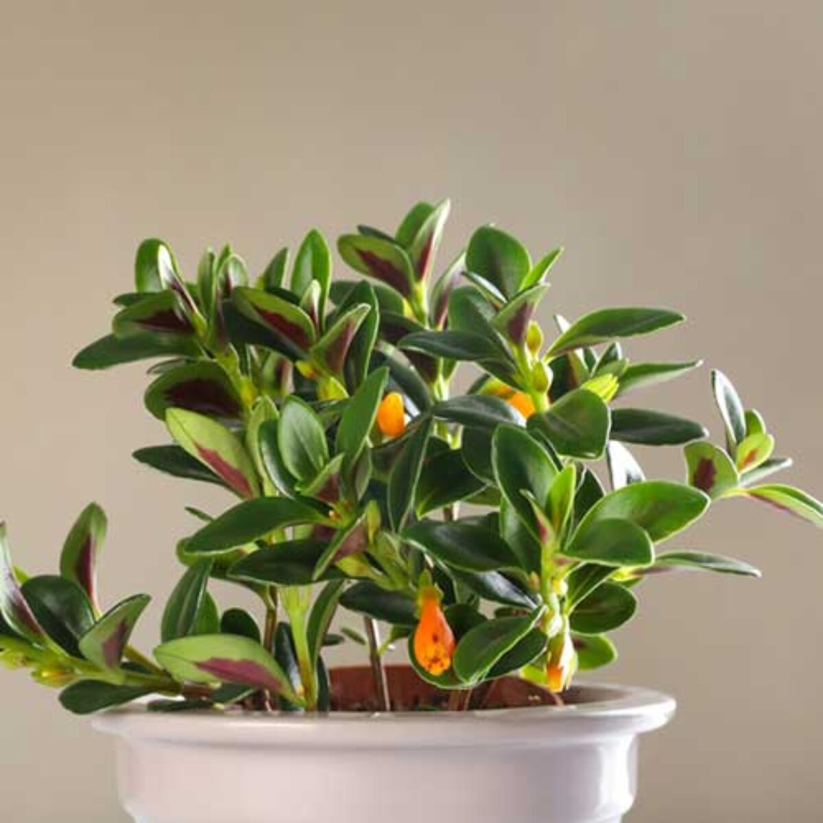 snake plant kaufen SANSEVIERIA NITE LITE online kaufen bei potflourri