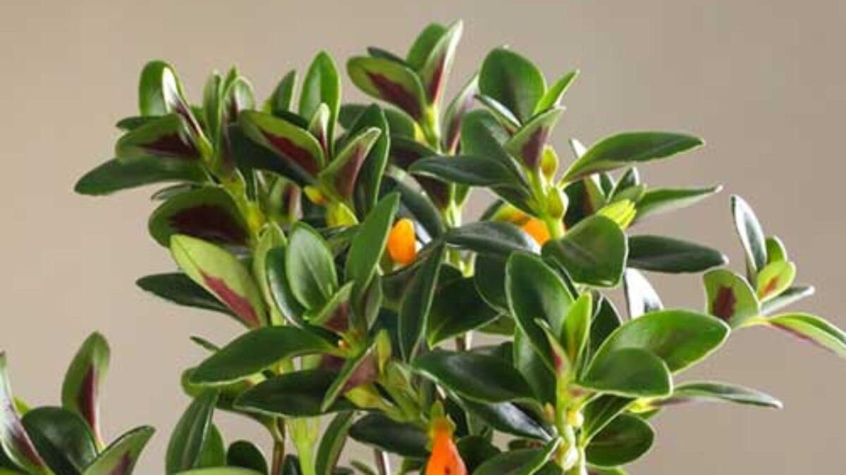 Goldfish Plant (Columnea species): Complete Care Guide & Growing Tips  -  Healthy Houseplants