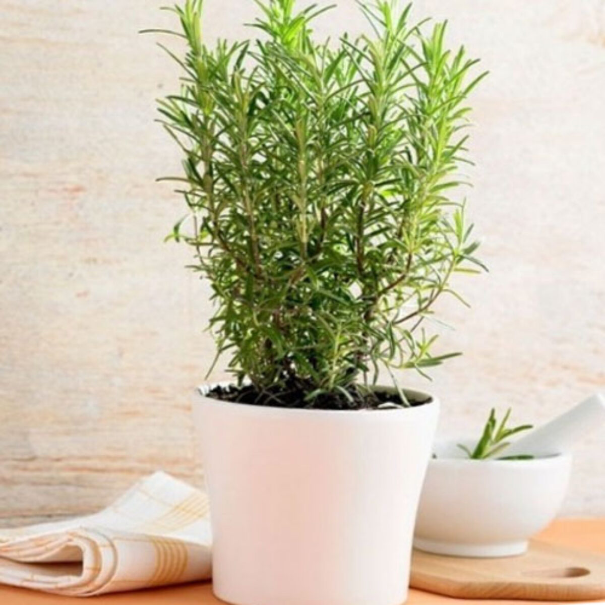 Rosemary Indoors: Complete Care Guide  - Healthy Houseplants