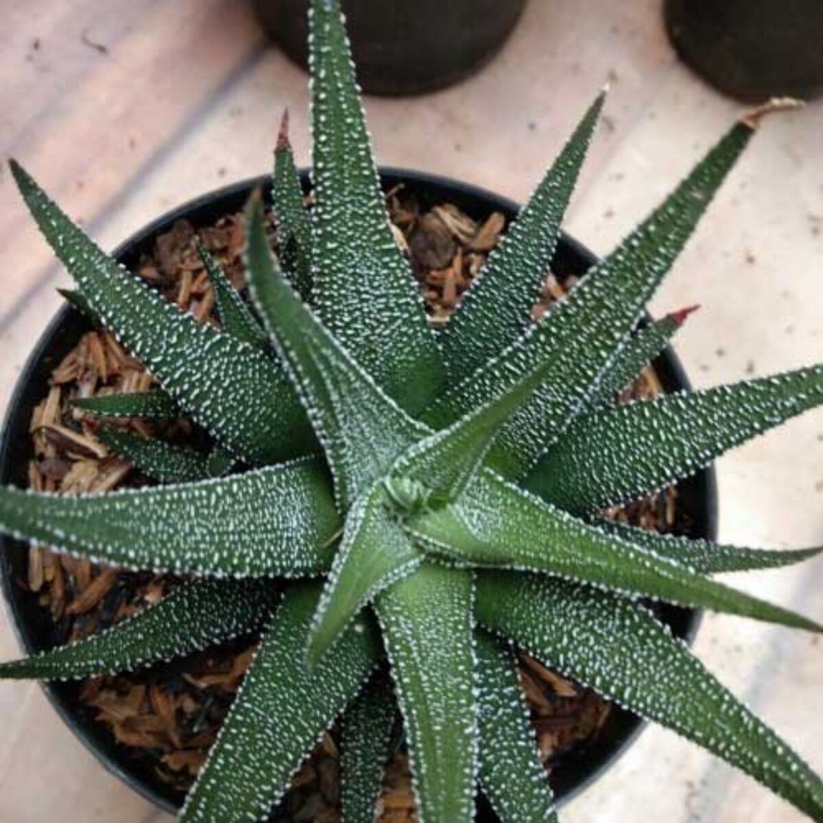 perennial snake plant African Spear Plant 'Sansevieria cylindrica' main image 0