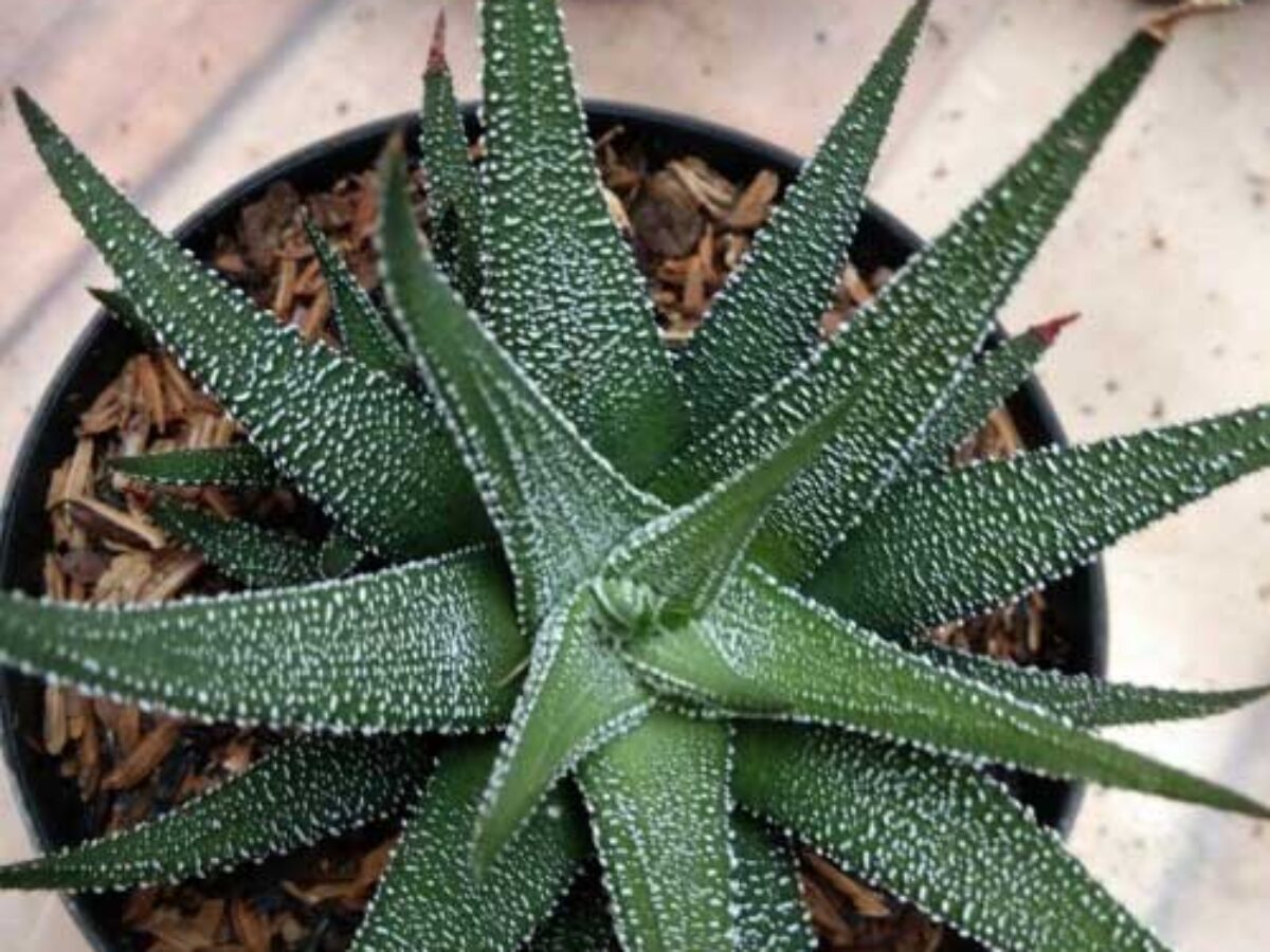 Haworthia Plant Care Guide: Grow These Charming Succulents  - Healthy  Houseplants