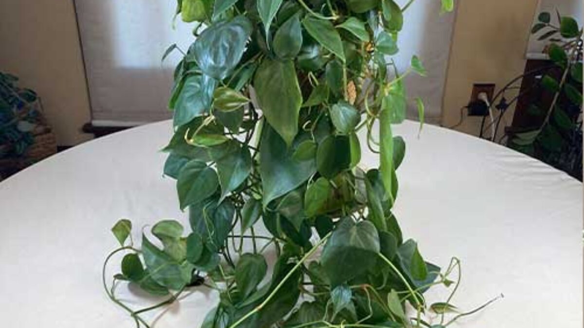 Heartleaf Philodendron Plant Care Guide  - Healthy Houseplants